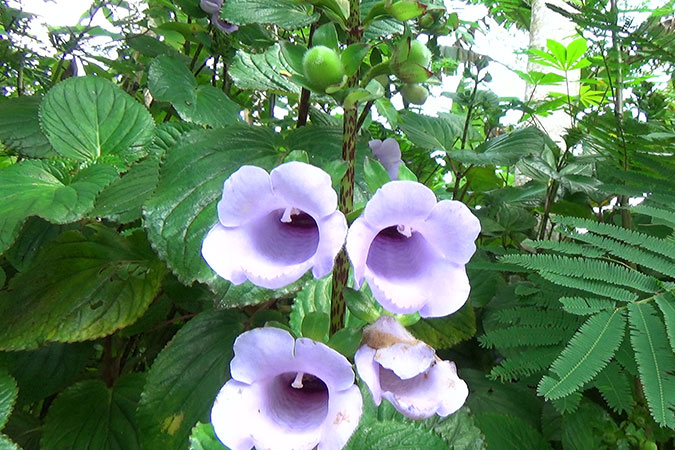 Dlium Plorok (Gloxinia perennis)