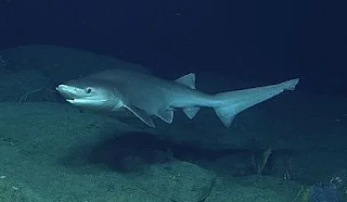 Bluntnose Sixgill Shark (Hexanchus griseus)