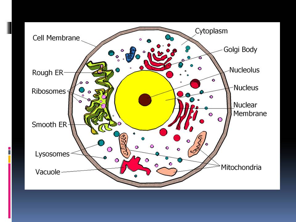 animal cell diagram grade 8. animal cell diagram grade 8.