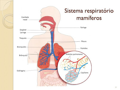 Filo cordado: Mamíferos.