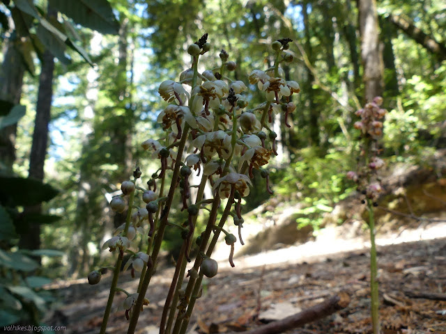 mess of flowers on tall stems