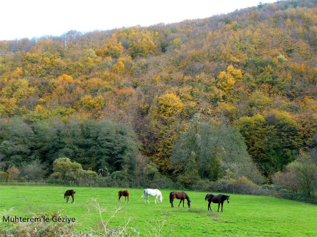 at sürüsü