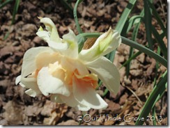 daffodil