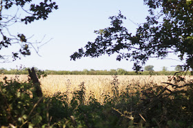 summer in the Norfolk countryside