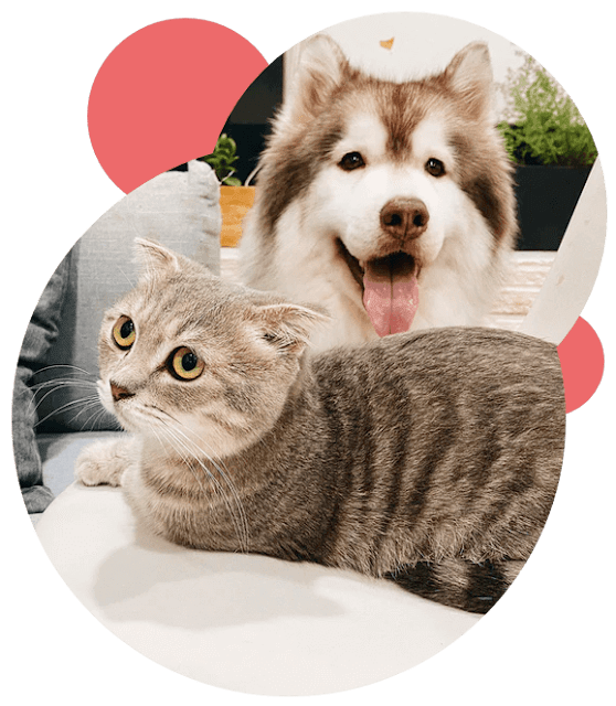 primeiros-socorros-para-cães-e-gatos-amy-d-shojai-pdf-download