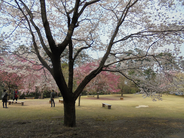 とっとり花回廊の桜の広場のソメイヨシノ桜