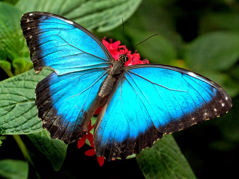 Butterfly Wallpaper Free 