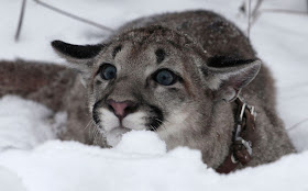 Funny animals of the week - 7 February 2014 (40 pics), mountain lion on the snow