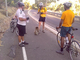 funny cute koala photo waiting for a drink of water from bike rider