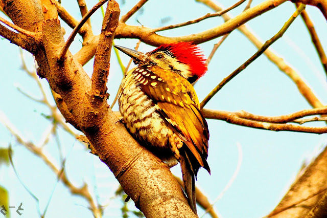 Lesser golden-backed woodpecker  (Dinopium benghalense), also known as the black-rumped flameback or lesser goldenback