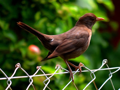 Fauna, Flora, Tiere, Vögel, Fische, Insekten, Blumen, Bäume, Berge, Meer, Ozean, Natur, Sonne, Mond, animals, birds, fish, insects, flowers, trees, mountains, sea