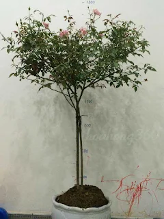 tree rose hao hồng đào