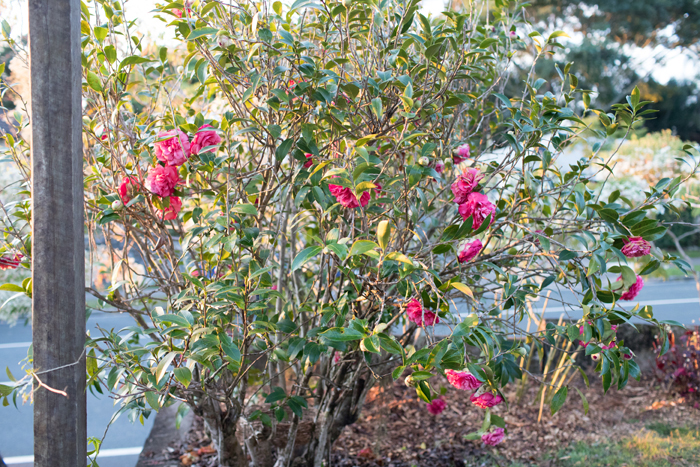 camellia flowers