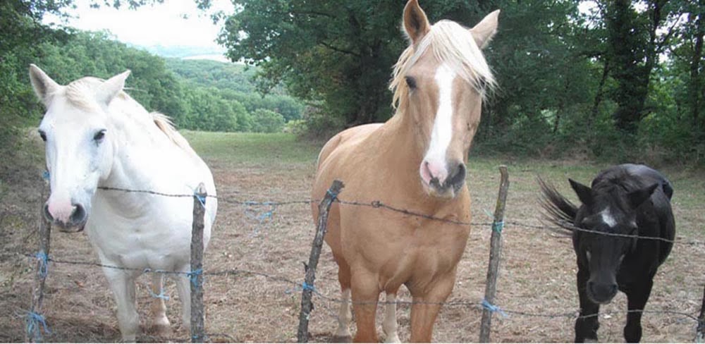 Helping Three Horses