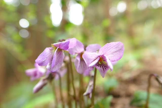 Viola bissetii*rossi