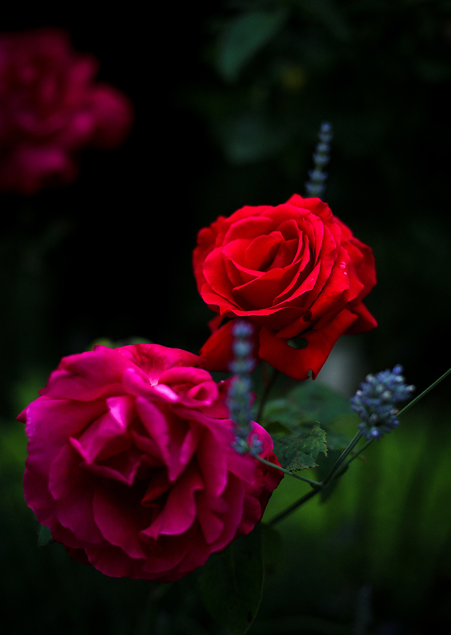 deep pink and red roses alexandra king