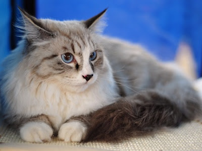 Meilleure collection chat blanc gros yeux bleu 312719-Race chat  blanc gris yeux bleu