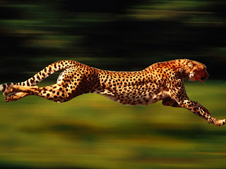 Speed Cheetah wallpaper