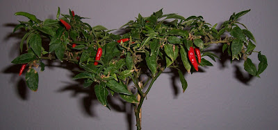 Naga Jolokia Chili Mutterpflanze