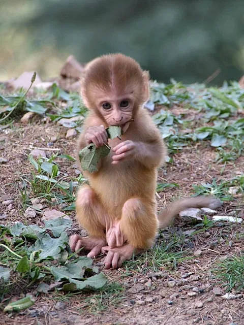 rhesus monkeys, rhesus macaque monkey, rhesus monkey baby, reese's monkey, rhesus macaque, monkey, snow monkey, mandrill monkey, baby monkey for sale, sea monkey kit,