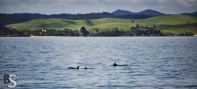 Bay of Islands - A Wonderful place to  visit in New Zealand (By Bharat Sharma) :Here are some of the photographs by Bharat Sharma, which are clicked during one of his visits to Bay of Islands... Check out !!!The Bay of Islands is an area in the Northland Region of the North Island of New Zealand. It's located 60 km north-west of Whangarei and is close to the northern tip of the country.It is one of the most popular fishing, sailing and tourist destinations in New Zealand and has been renowned internationally for its big-game fishing since American author Zane Grey publicised it in the 1930s.Ship on sparkling water Bay of Islands in New Zealand !!!Dolphins in Bay of Islands @ New Zealand !!!A group of sharks moving with our ship on Bay of Islands in New Zealand !!!A lighthouse on one of the mountains around Bay of Islands in New Zealand !!!Sharks in action on Bay of Islands !!!Each town in the Bay of Islands has it's own unique culture and lifestyle : from the more up-market lifestyle focus of Kerikeri, to bustling Paihia with its focus on providing a great visitor experience, to the calming historic atmosphere of Waitangi and the Haruru Falls, and the beautiful and sometimes quirky sea-side town of Russell.Ships roaming around side regions of Bay of Islands... All the colors around this place were pure and bright... Just see the sparkling water and rocks ....Another photograph of Dolphins moving with very fast pace in Bay of Islands... Beautiful waterfalls... New Zealand is really a rich country is terms of natural beauty and resources... Another side of island with wonderful view of blue ocean frames with mountains from both the sides... Lots of ships on other side of the island.. having rest to take more tourists on next morning...Upper part of a lighthouse on other side of Bay of Islands in New Zealand !!!Water flowing towards the rocks on shore of Bay of Islands .. Water layers looks amazing on calm sand during sunset !!!A beautiful spider-net in a park near Bay of Islands in New Zealand !!!Another shot of beautiful Bay of Islands in New Zealand !!!It was wonderful trip to Bay of Islands and hope to visit this again ...To know more about Bay of Islands, check out http://en.wikipedia.org/wiki/Bay_of_Islands