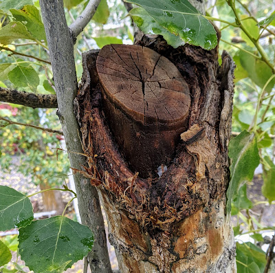 Topped Branch Trying to Heal