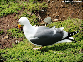 La Isla de Alcatraz