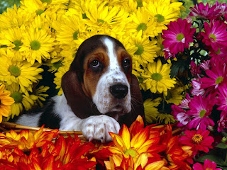 pretty and beautiful puppies wallpapers