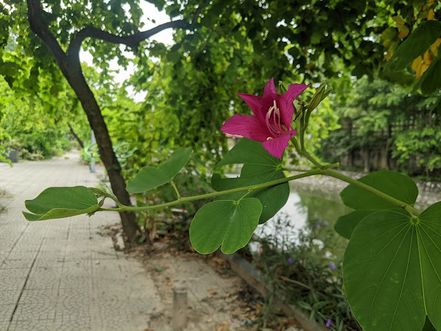 Nói vậy không có nghĩa là ta không tin nghiệp báo. Ta tin chứ. Ta biết là bố thí sẽ được cái gì cái gì, trì giới sẽ được cái gì cái gì. Chúng ta biết nhưng mà đừng bận tâm trong cái đó. Giống như người ta nuôi bò nuôi gia súc không phải nuôi để lấy phân, mà nuôi để lấy da lấy thịt và lấy sữa, còn cái phân không cần nghĩ nó cũng có.