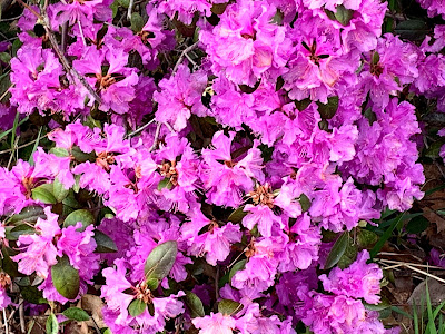 Flowers, rhododendron 