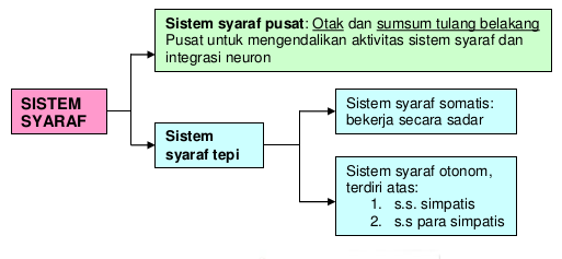 bagan sistem koordinasi manusia