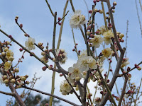 境内の白梅は寒さに震えながらも気高く花を咲かせていた。