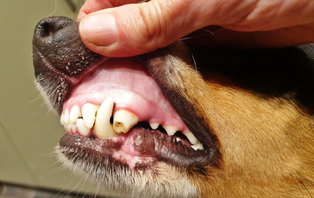 How to Treat a Broken Tooth in Dogs