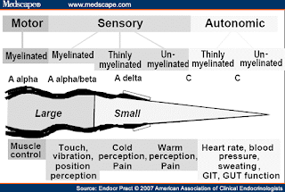 scientific figure showing function of different nerves