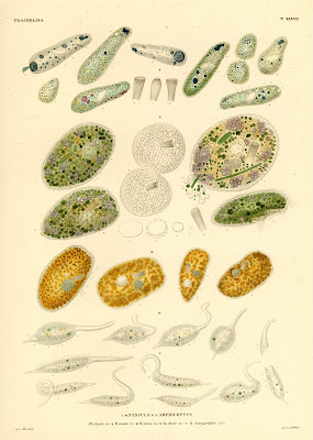 Trachelina, Nassula, Amphileptus