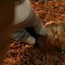 Fake landing : Mars Curiosity rover is really near Area-51 In Nevada. And the first super-secret image from Mars - here!