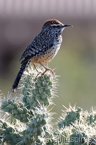 Cactus wren 3-19-2008