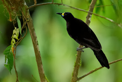 Long-tailed Paradigalla,Paradigalla Carunculata, Bird of Paradise,