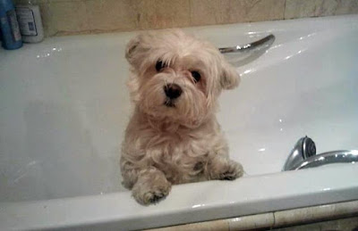 Foto bichon maltes en baño