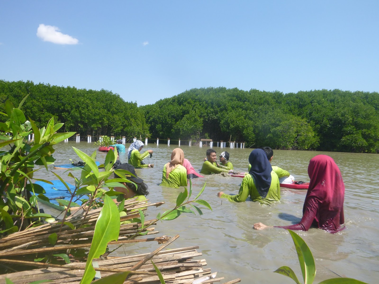 dengan penanaman mangrove berdampak positif pada terjaganya wilayah pesisir dari abrasi yang selalu mengancam sebagian wilayah budidaya perikanan