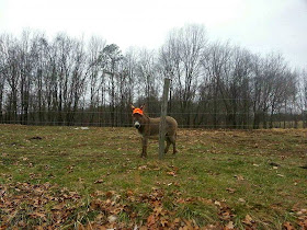 Funny animals of the week - 27 December 2013 (40 pics), donkey wears orange hat