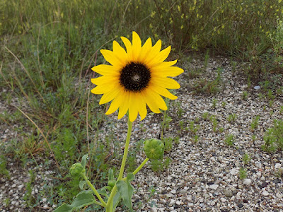 Beautiful Weeds at Our Pit Stop