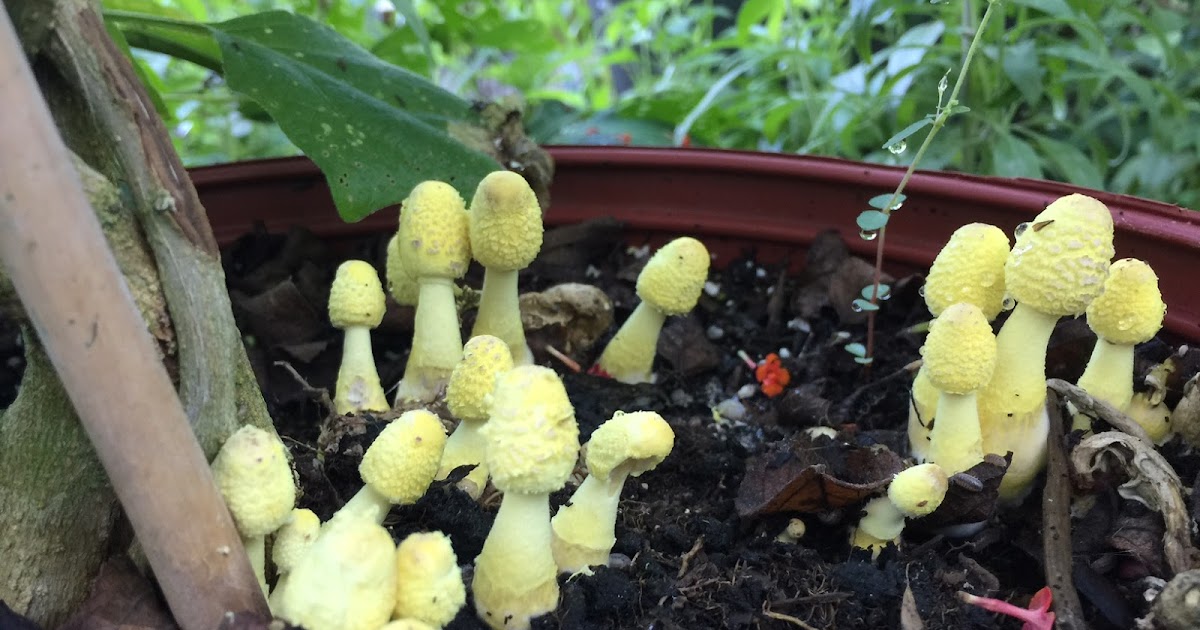 Springfield Plateau Yellow  Mushrooms  and Houseplants