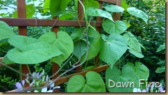 garden_016