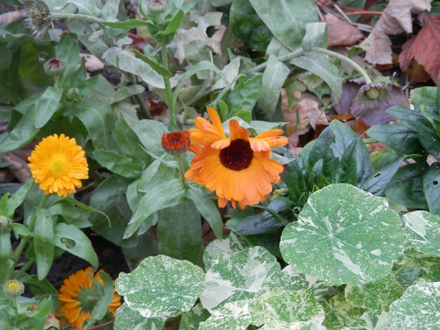 My Garden, November 2015. secondhandsusie.blogspot.co.uk #ukgardener #ukgardenblogger