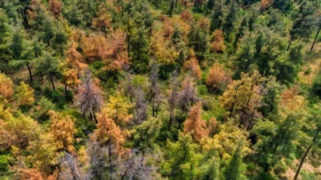 142 είδη δέντρων έχουν εξαφανιστεί από τη φύση - 442 βρίσκονται στο χείλος της εξαφάνισης