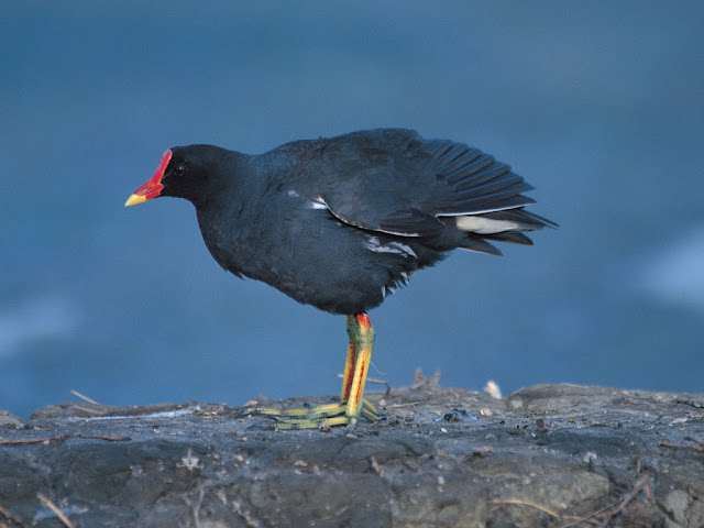 Black Bird Watching Wallpaper