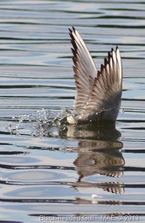 2013-09-15 Ruislip Lido 001