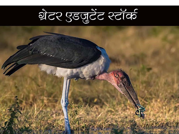 ग्रेटर एडजुटेंट स्टॉर्क | गरुड़ का वैज्ञानिक नाम और जानकारी |Greater Adjutant Storks (Garuda)