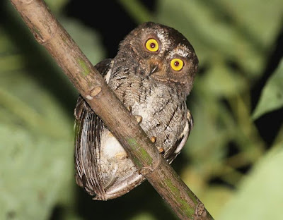 Otus mendeni